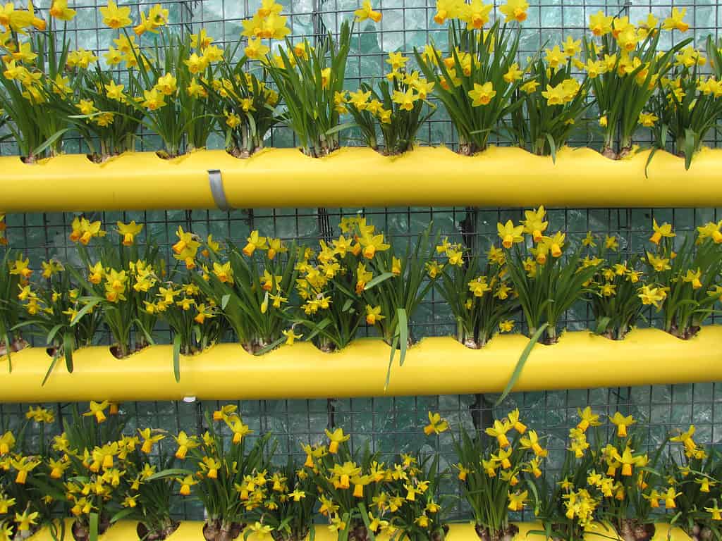 Tete a Tete Cyclamineus Daffodils