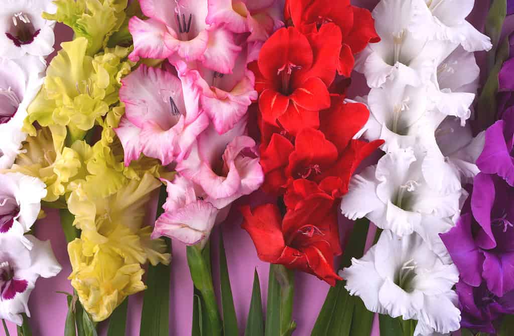 Assorted Gladiolus flowers