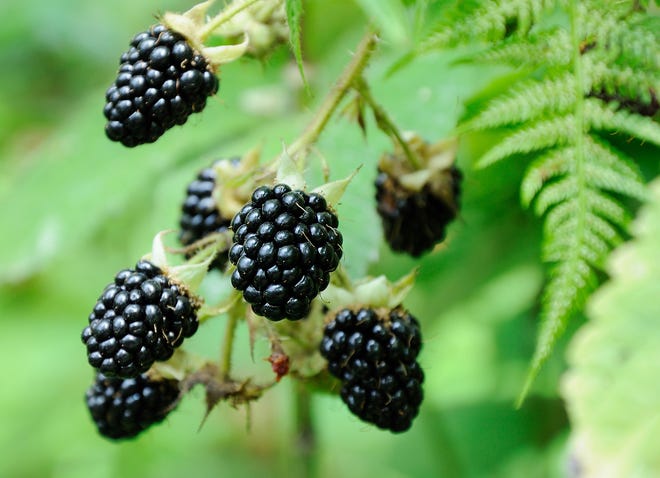 Blackberries are among the plants that gardeners can get a head start on planting as spring approaches.