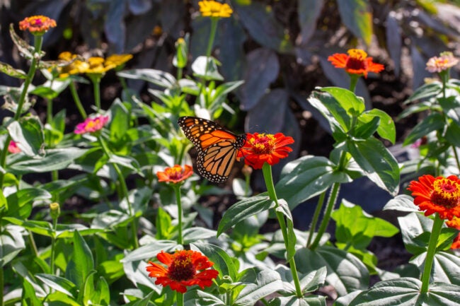 iStock-1429792634 save money gardening background of zinnia flowers and a monarch butterfly
