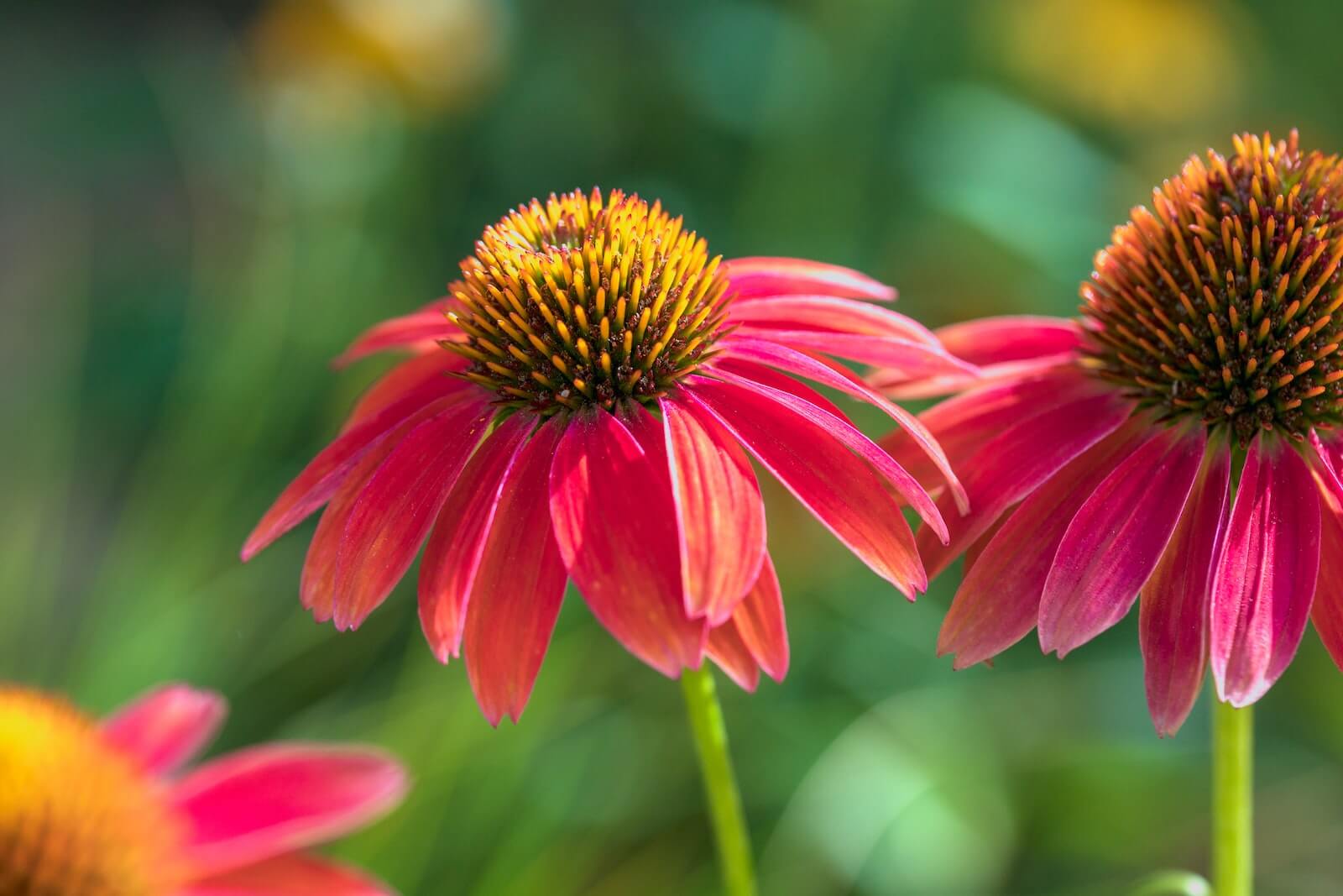 Pink Coneflowers