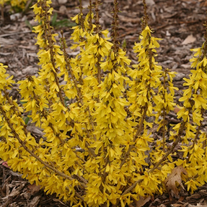 Forsythia Show Off Sugar Baby.