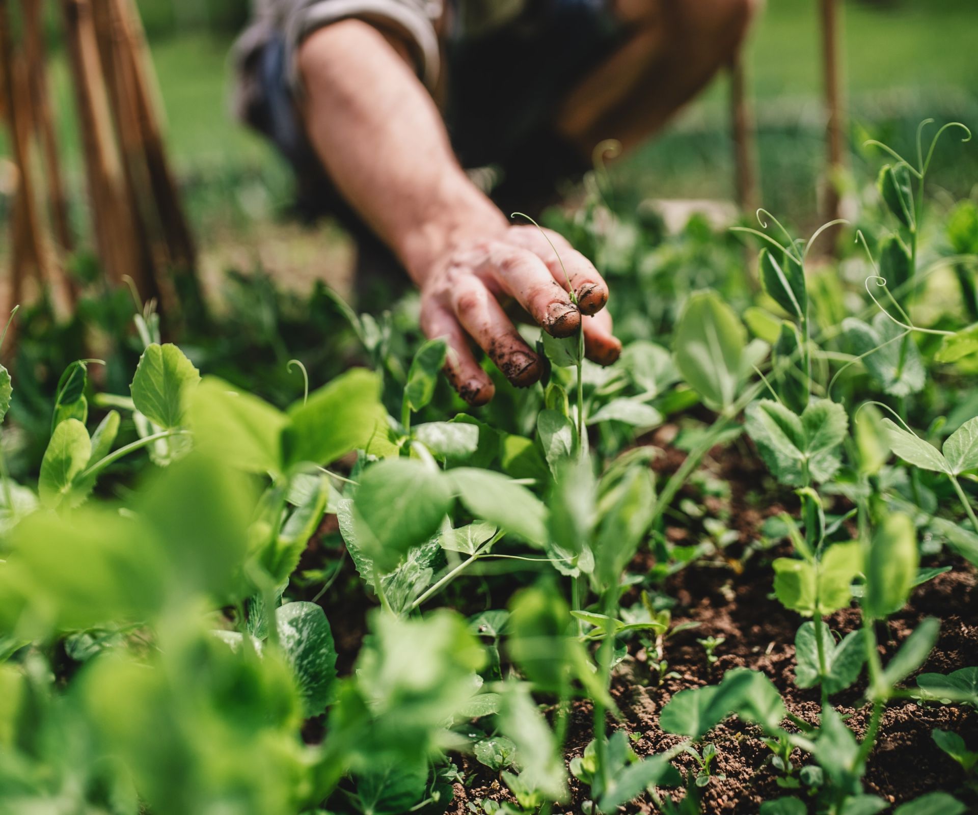 Growing pea plants in the vegetable garden