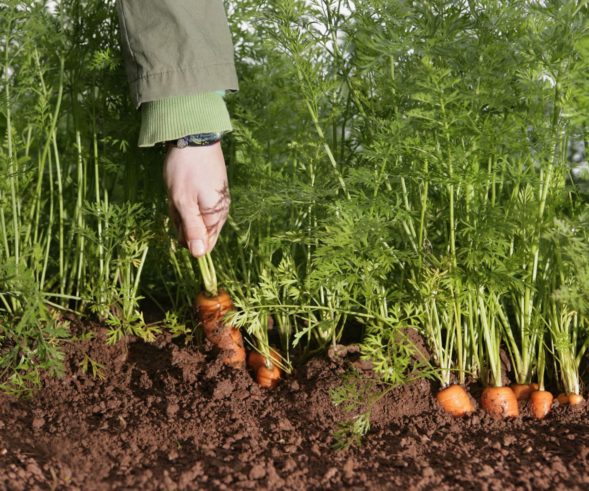 A gardener harvesting carrots out of the vegetable garden