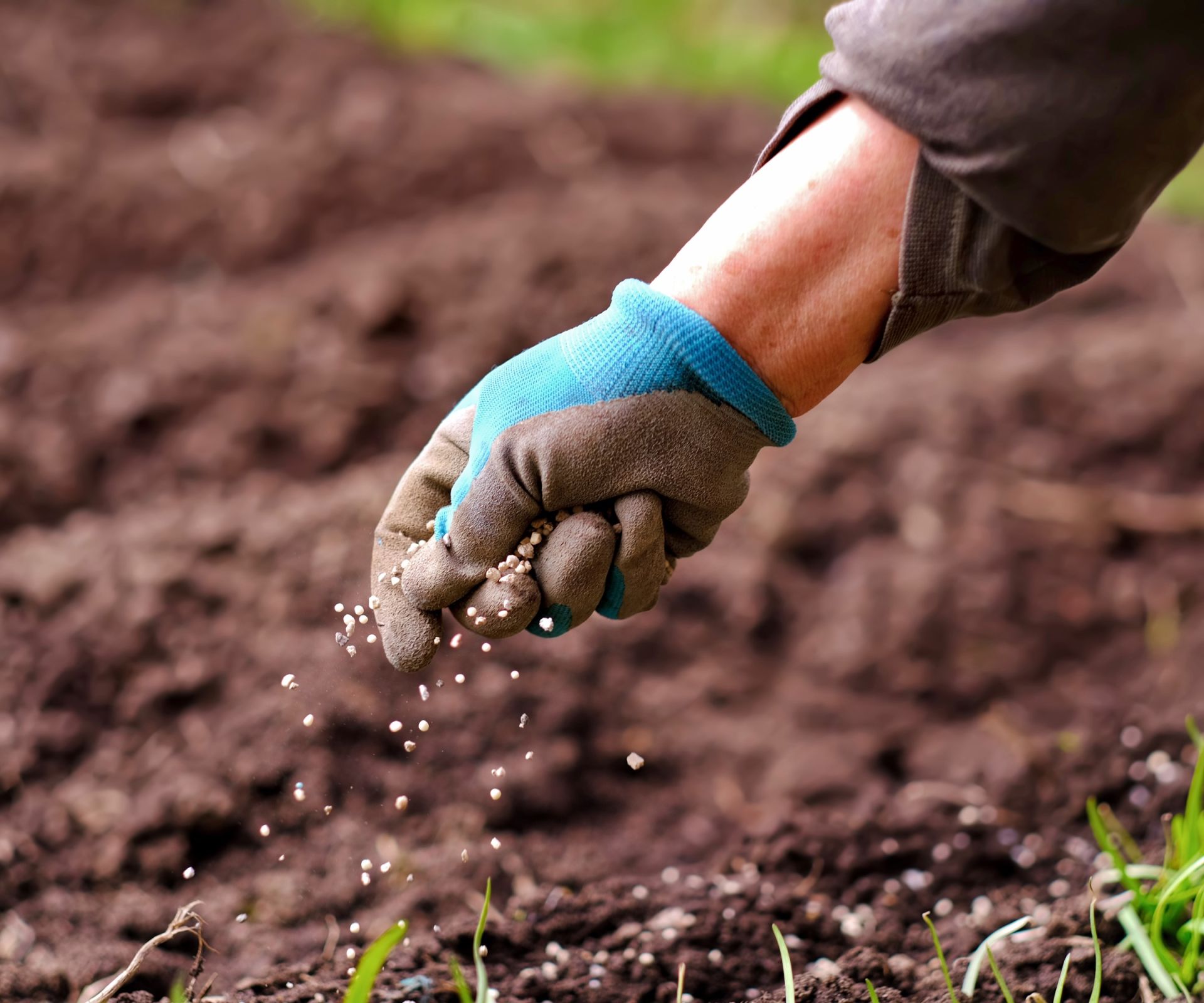 Fertilizer being sprinkled around plants in the vegetable garden by hand