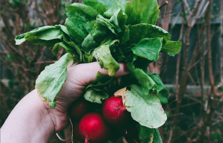Vegetable Gardening