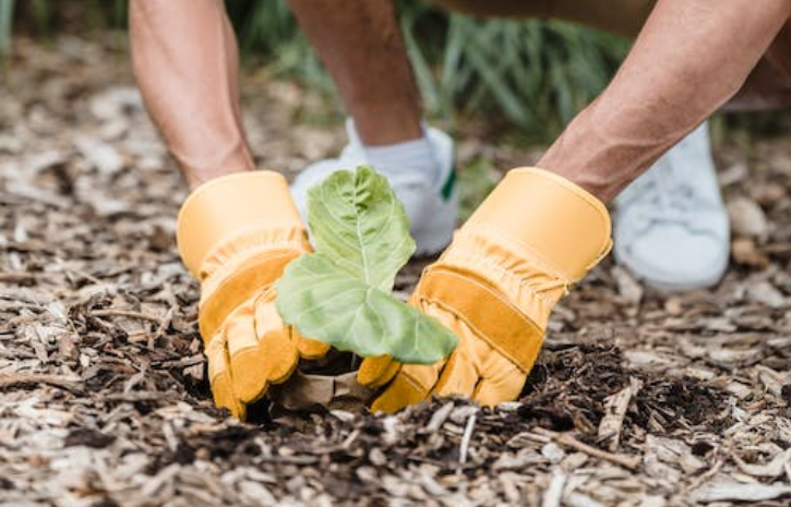 Vegetable Gardening