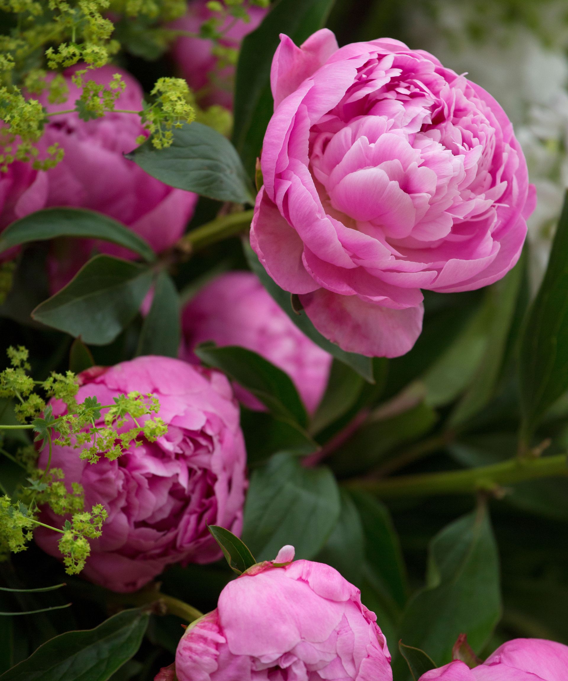 pink peony flowers