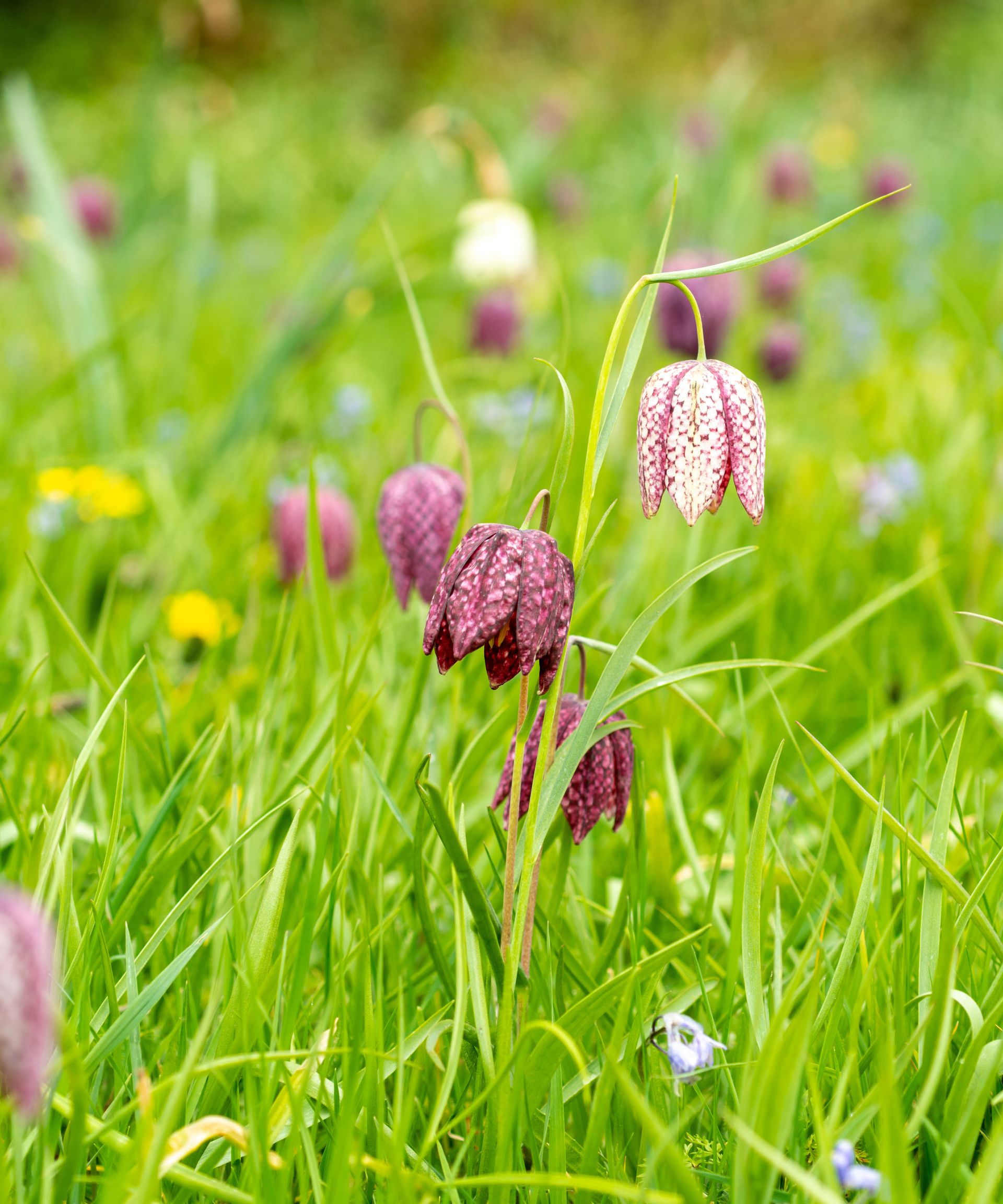 snake's head fritillary Fritillaria meleagris naturalized in grass in a spring garden