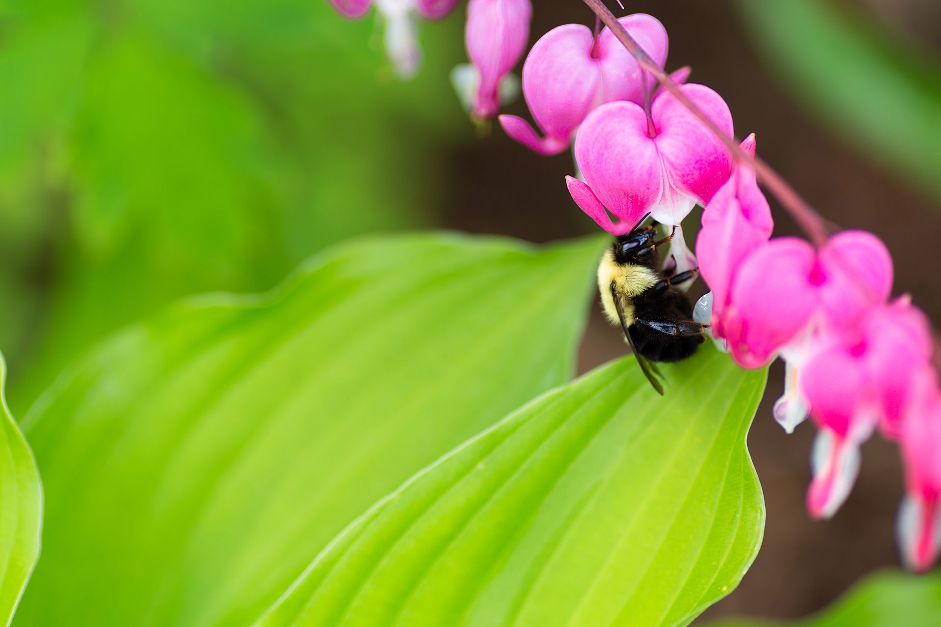 arch of dicentra flowers with bee feeding on one of the blooms
