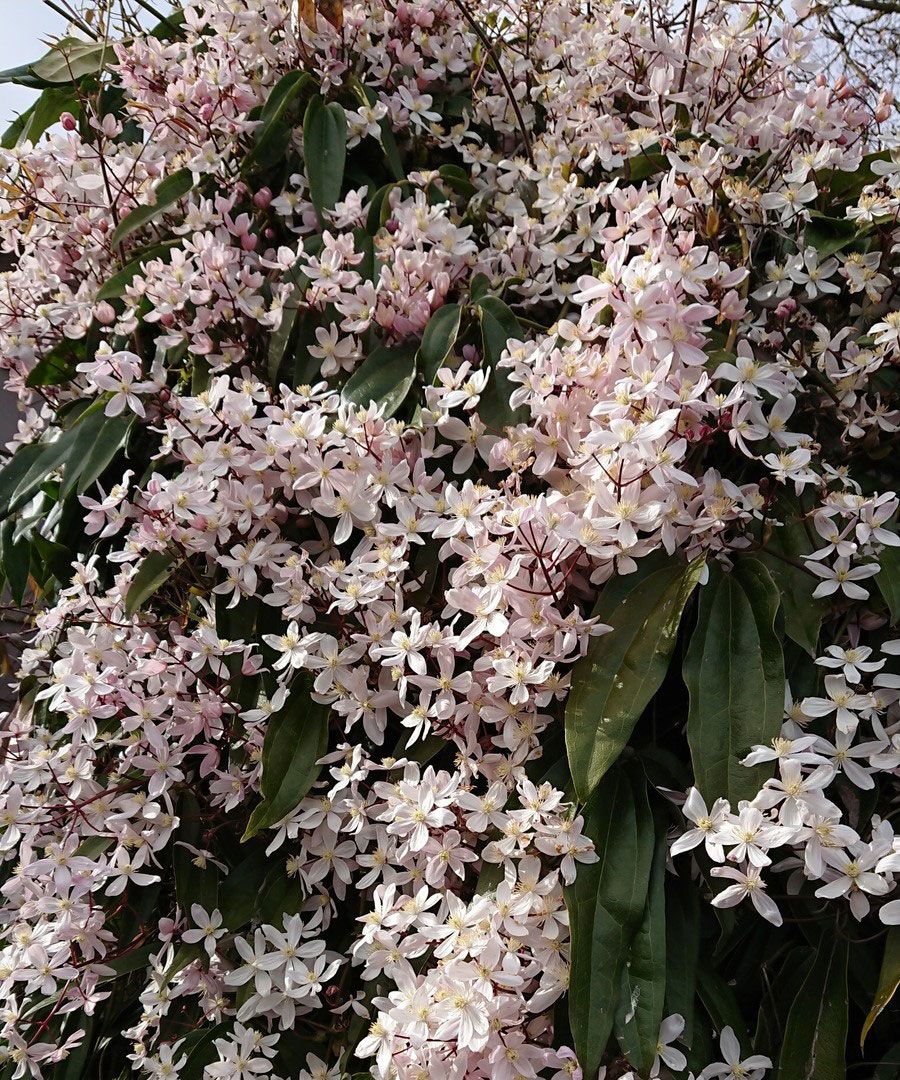 clematis armandii 'apple blossom'