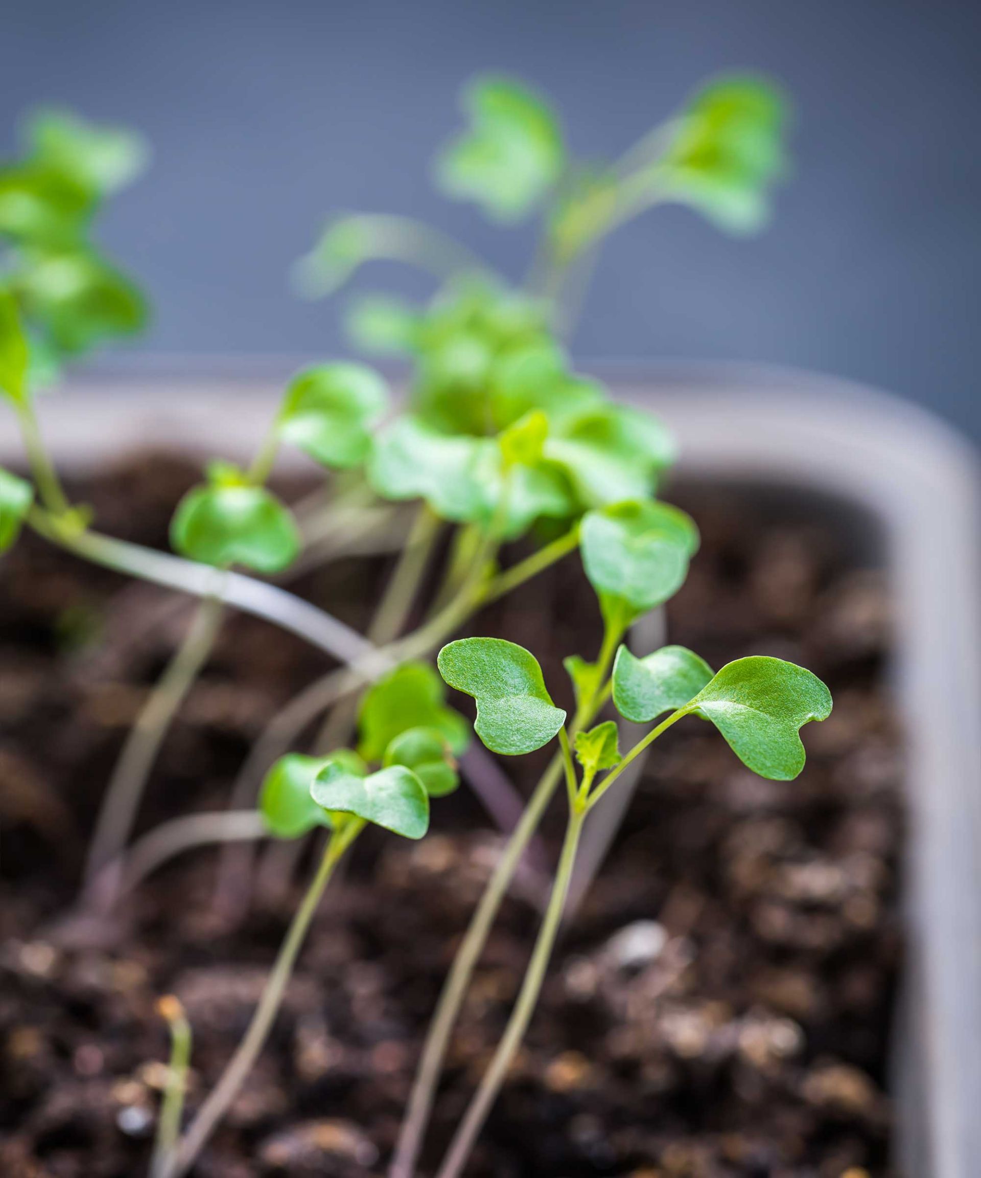 leggy seedlings in tray