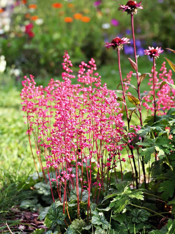 Pink coral bells in the garden