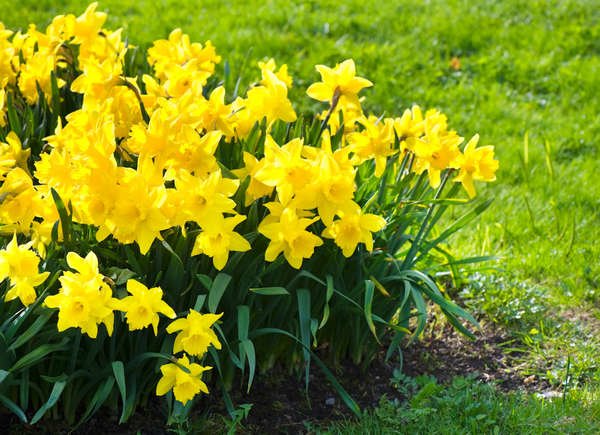 Patch of yellow daffodils (Narcissus pseudonarcissus) in bloom