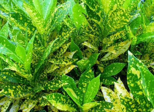 Green Spotted Laurel (Aucuba japonica) plant with yellow spots