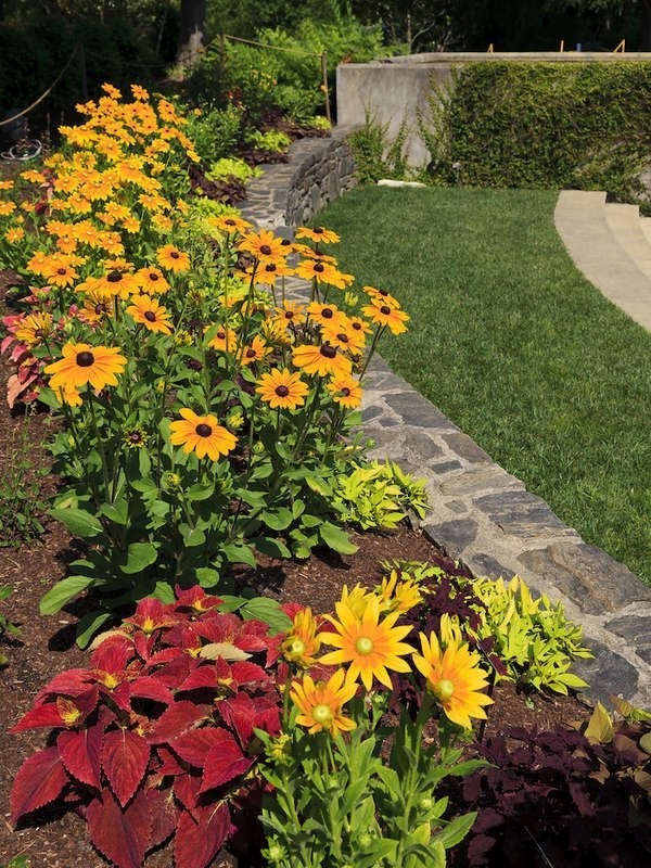 Planting bed with black-eyed susans and other colorful plants