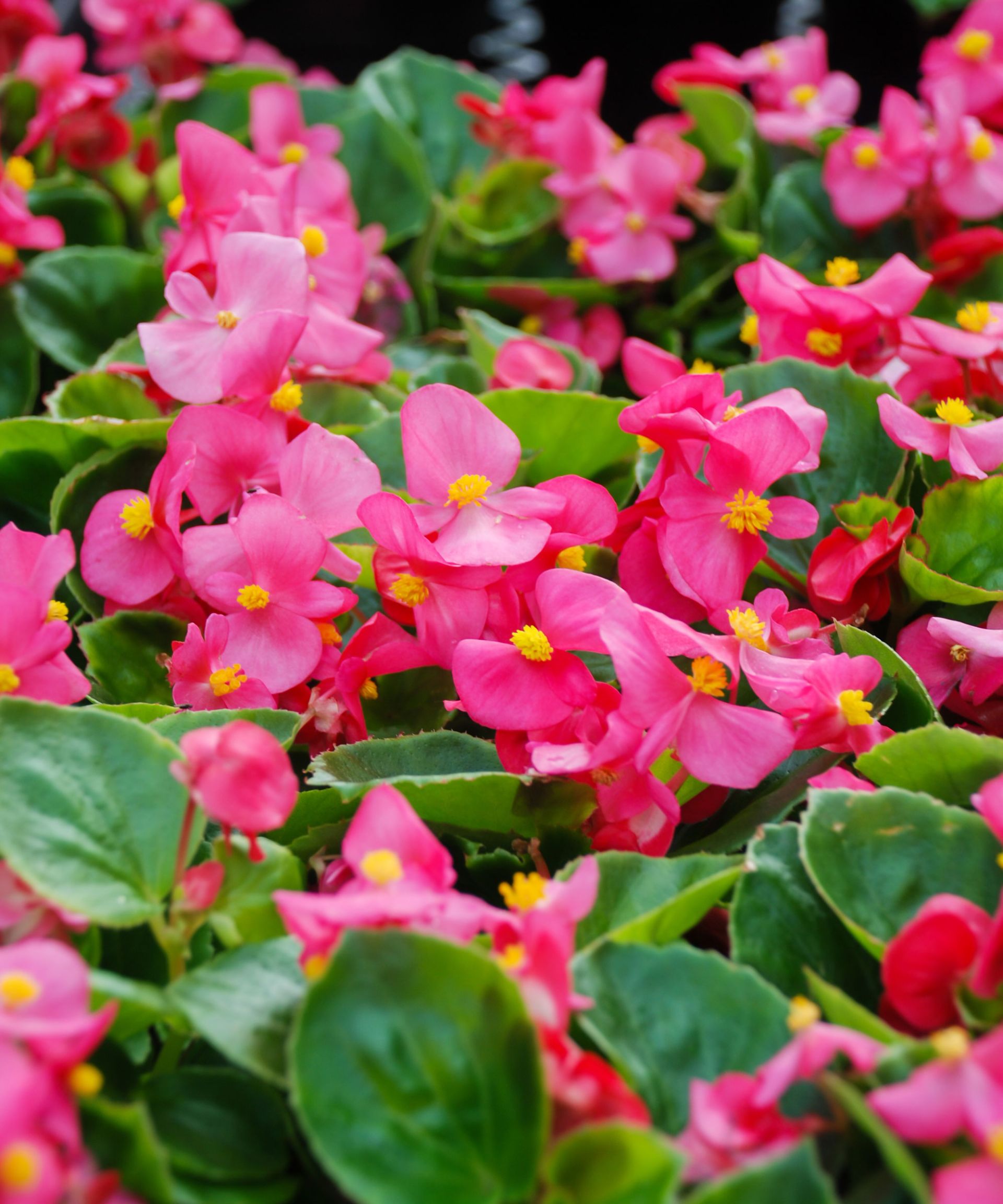 pink begonias in bloom