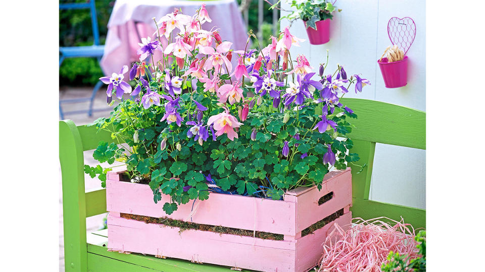 Colorful columbines in a container flower display