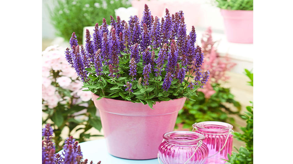 Woodland sage container flower display