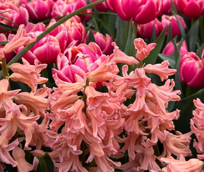 This image of spring flowers was shared by one of the members of the Monroe County Master Gardener Association members. The MCMGA was founded in 1995.
