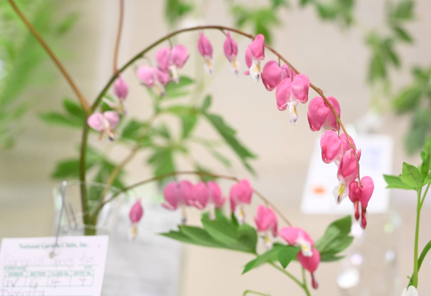 A display of Bleeding Heart by Mount Airy Garden Club member Barb Campion is seen during a Natonal Garden Club Standard Flower Show at the Carroll County Public Library, Mount Airy Branch on Tuesday, April 25, 2023. Local members of the garden club entered their home-grown flowers and arrangements in a variety of divisions including horticulture, design, botanical arts and more. Their submissions were then judged by National Garden Clubs accredited judges before being opened to the public to show off their work and awards.
