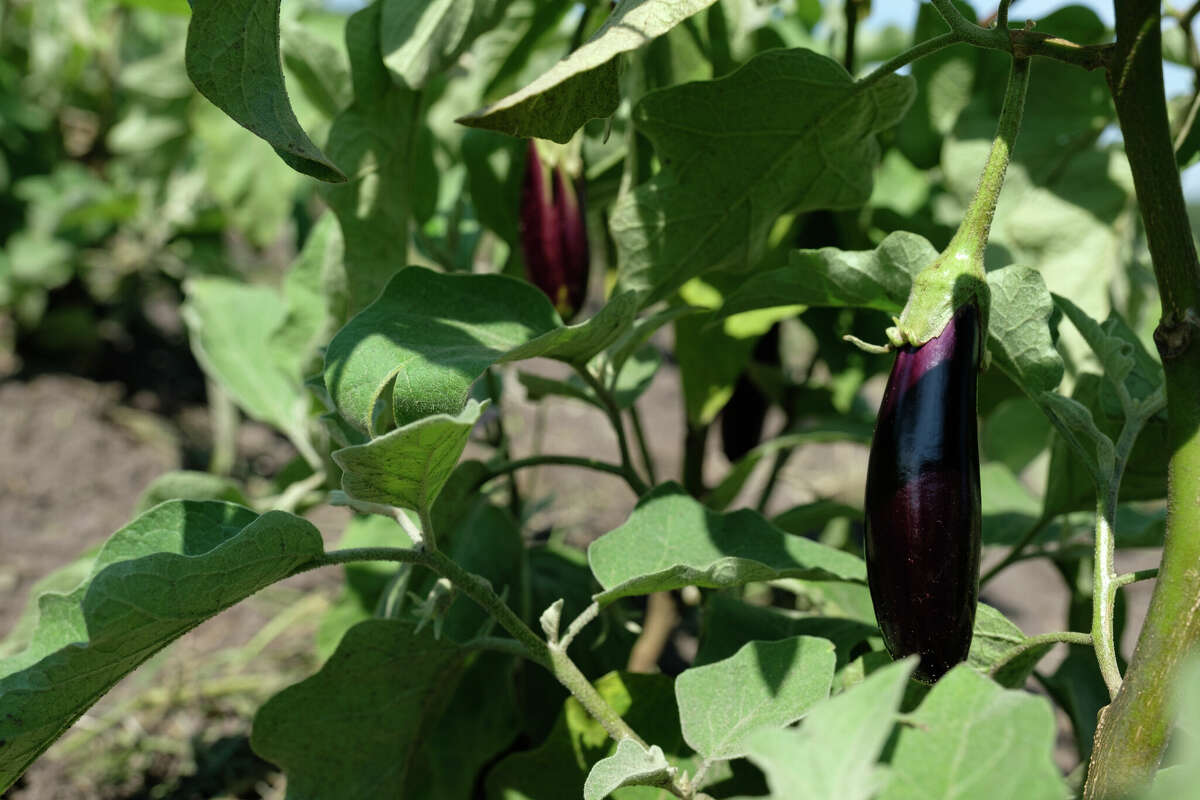 It's time to plant eggplant and cucumber.
