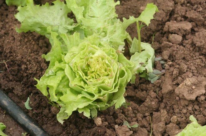 Crops such as lettuce in a vegetable garden are frequently damaged by deer.
