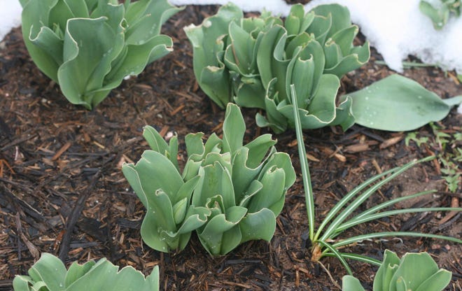 Tulip flowers and stems are an attractive food source for deer.
