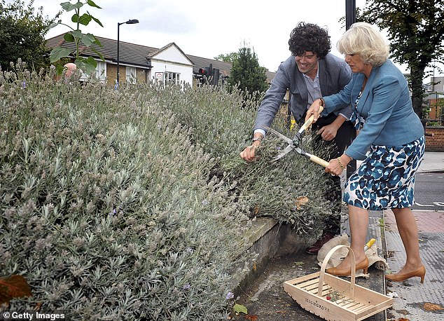 Camilla helping guerrilla gardener Richard Reynoldso harvest lavender on a roundabout in central London as part of a tour of urban gardens in September 2011