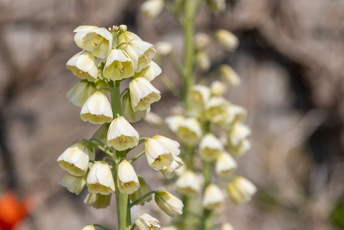 Persian lily (fritillaria persica) flowers