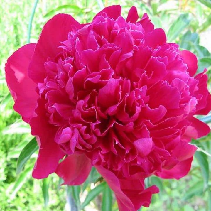 'Karl Rosenfield' Herbaceous Peony, plant