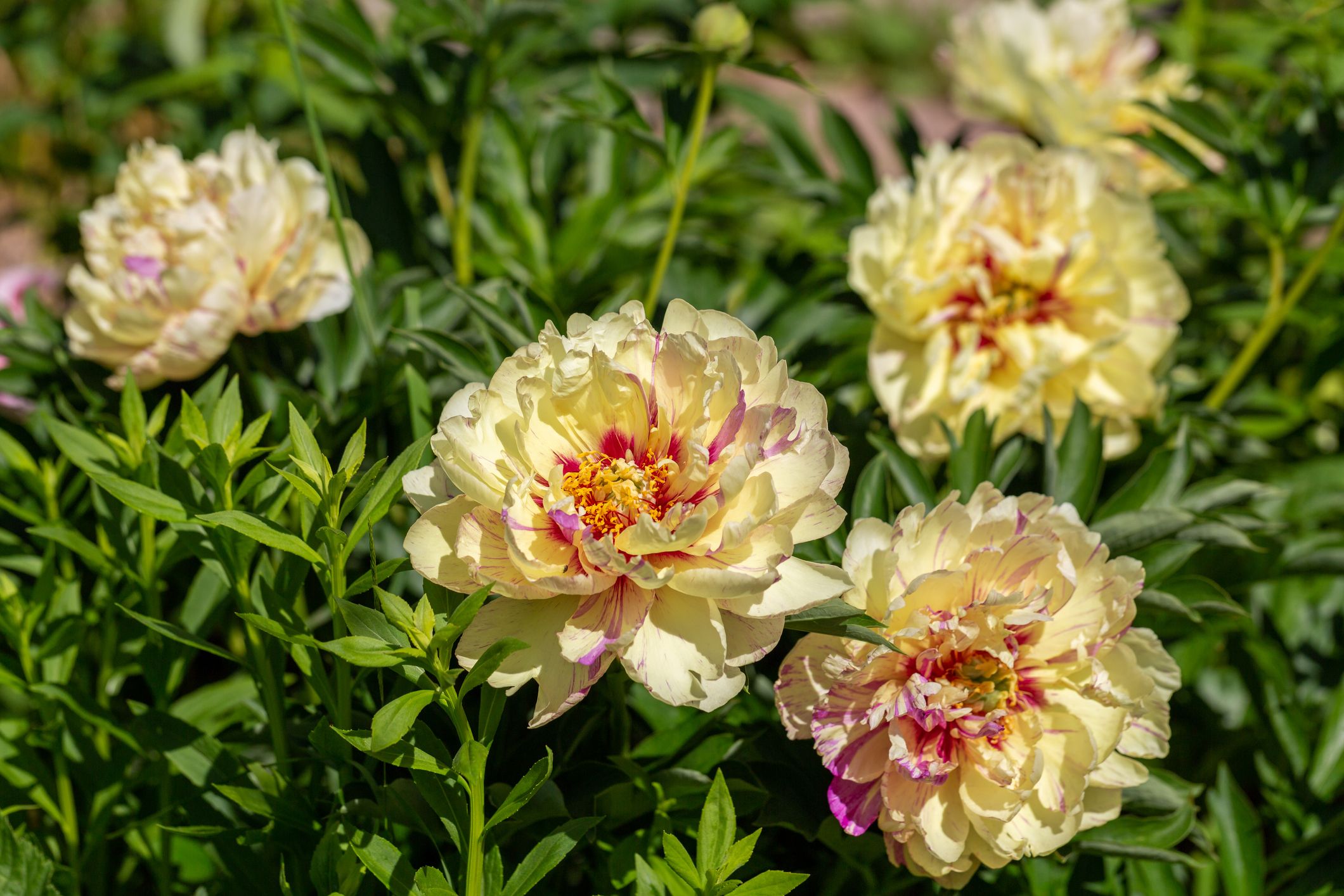 paeonia itoh hybrids "lolliepop" in the spring garden