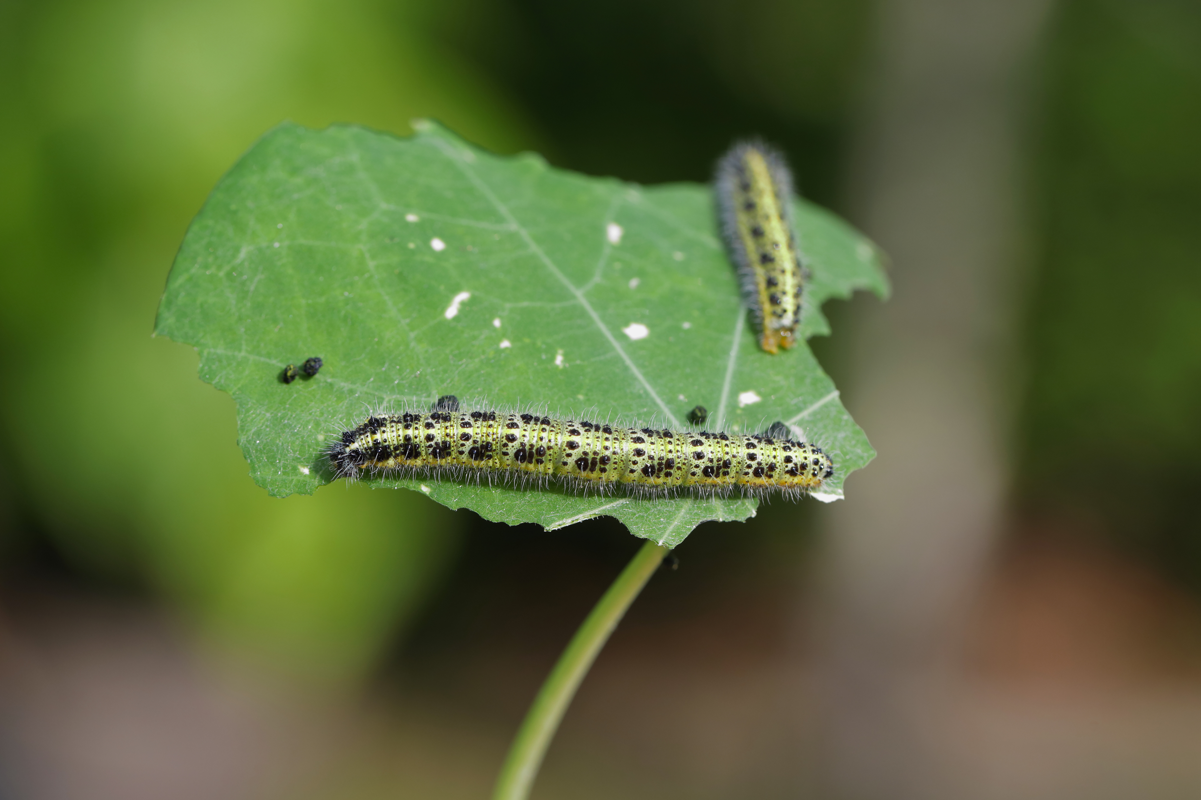 Gardening pro shares three easy ways to stop caterpillars ruining your plants