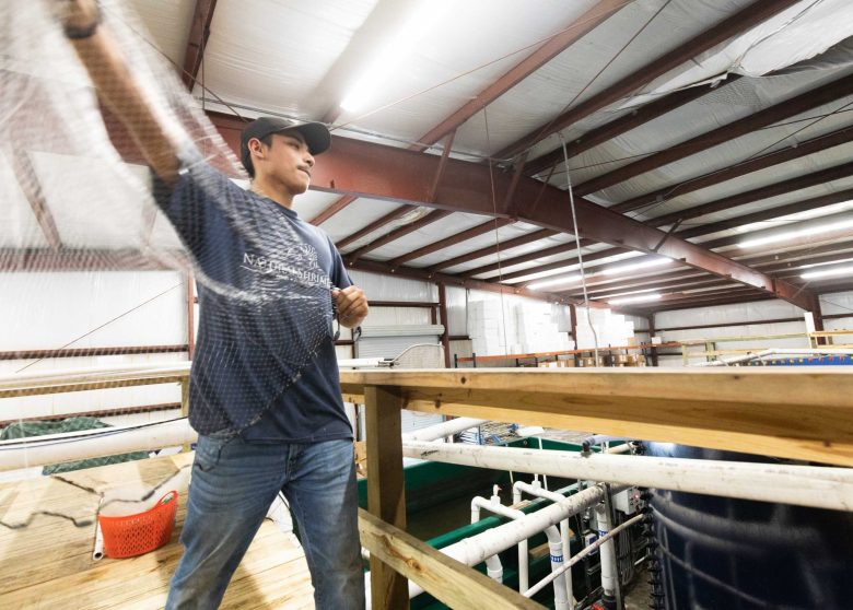 Jay Solis, an employee at NaturalShrimp Inc., casts a fishing net into a large tank to capture fresh inland shrimp.