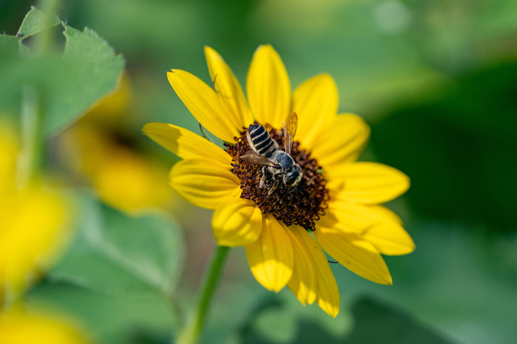 A bee is on the center of a yellow flower with a dark center.