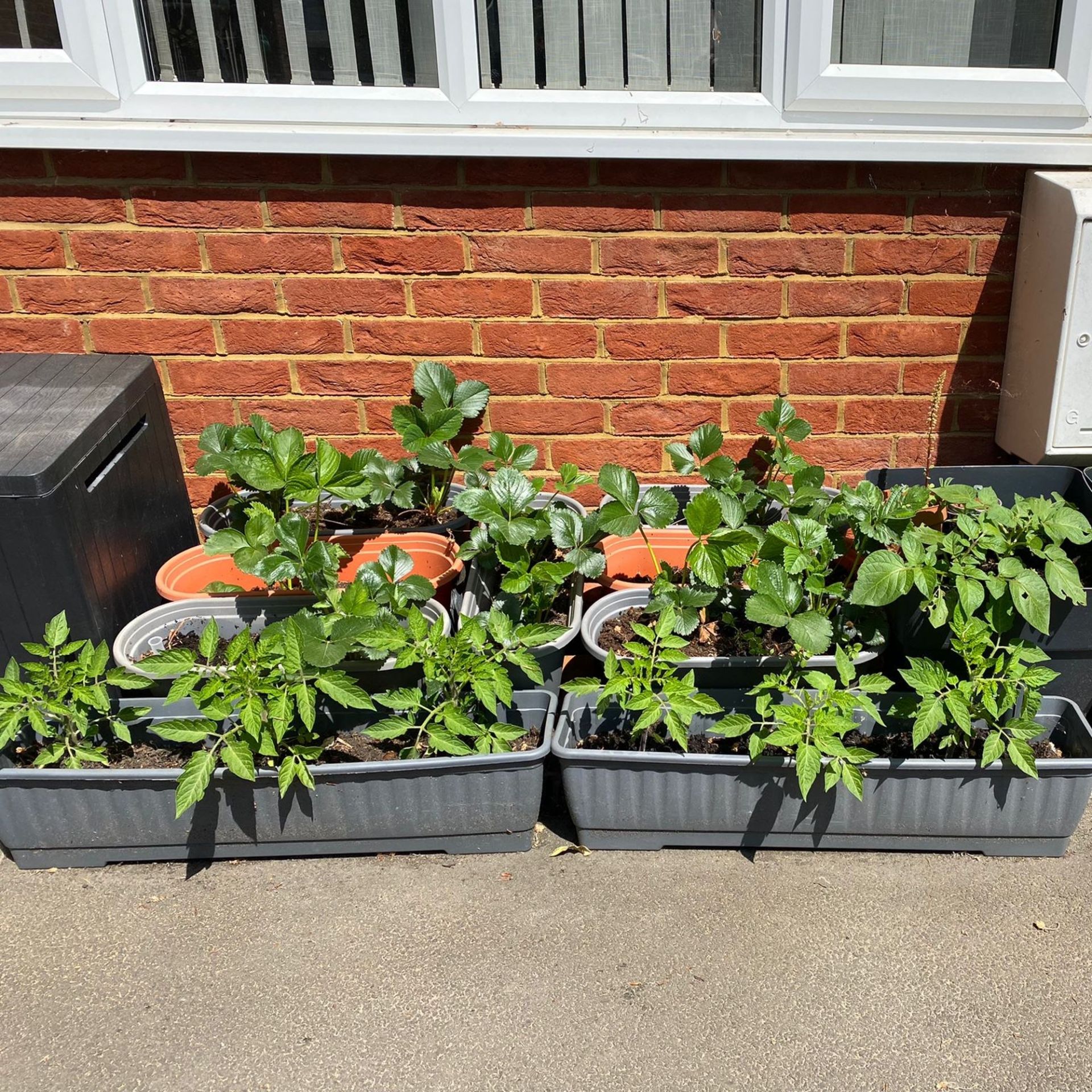 Front garden vegetable patch