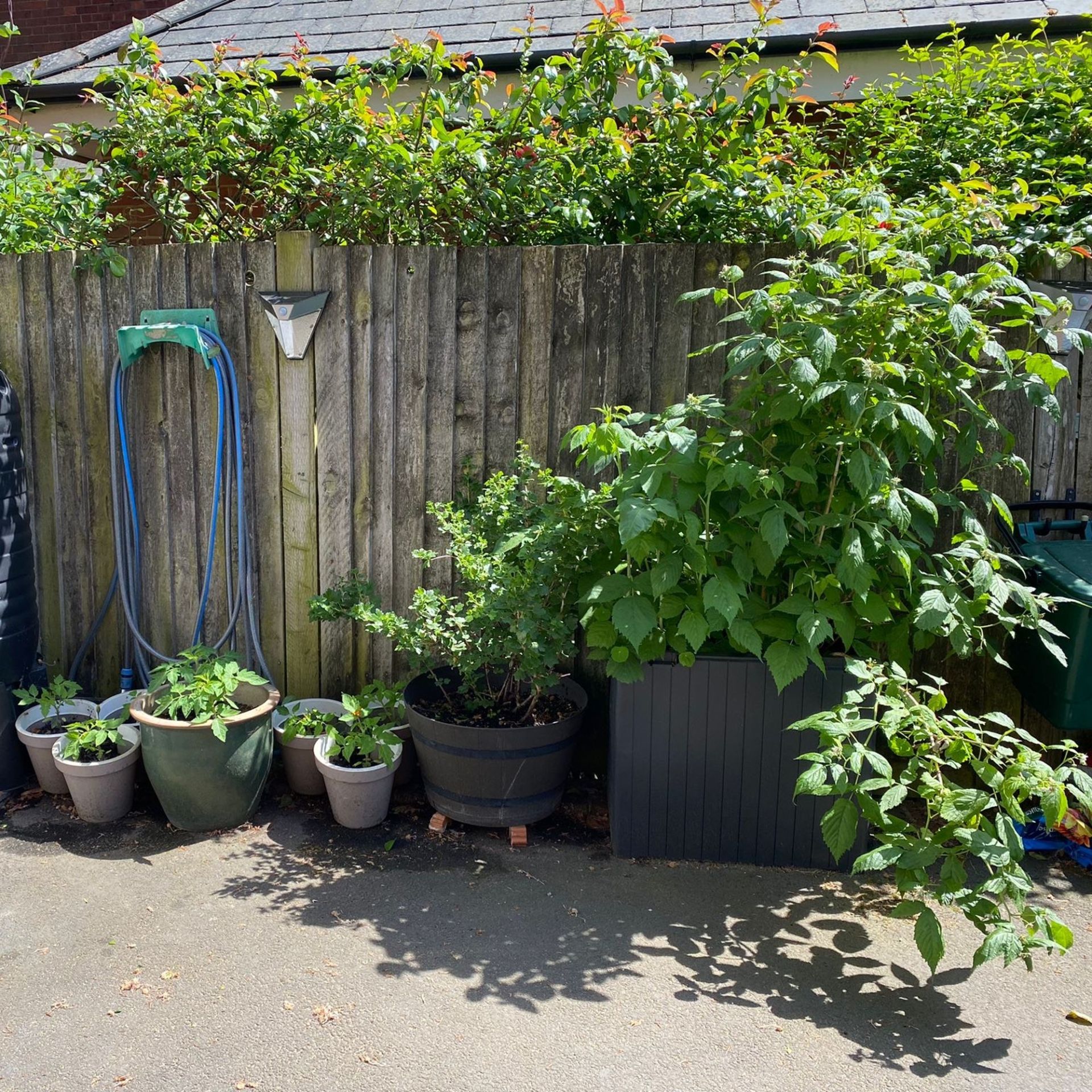 Front garden vegetable patch