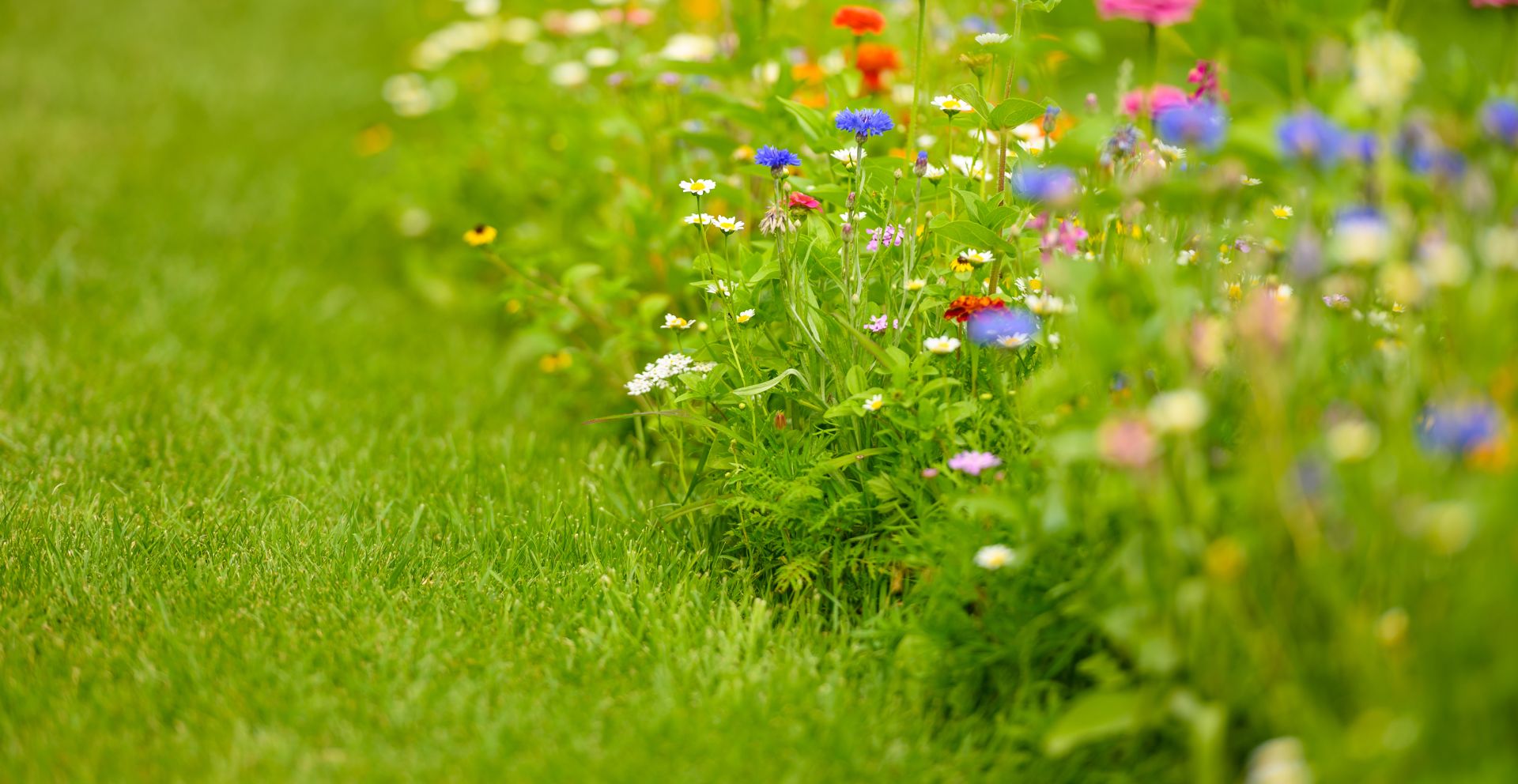 A small flower border with a mix of flowers in it