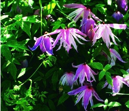 Clematis ‘Rosy O’Grady