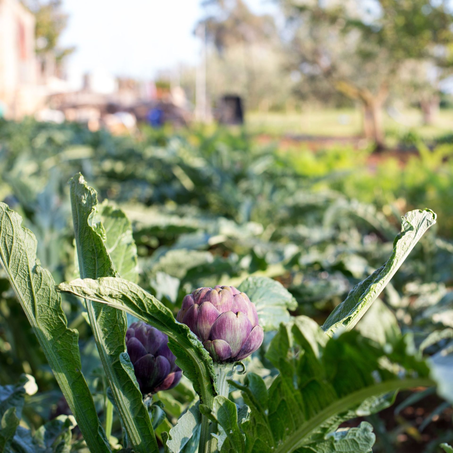 Globe artichokes growing in a vegetable plot