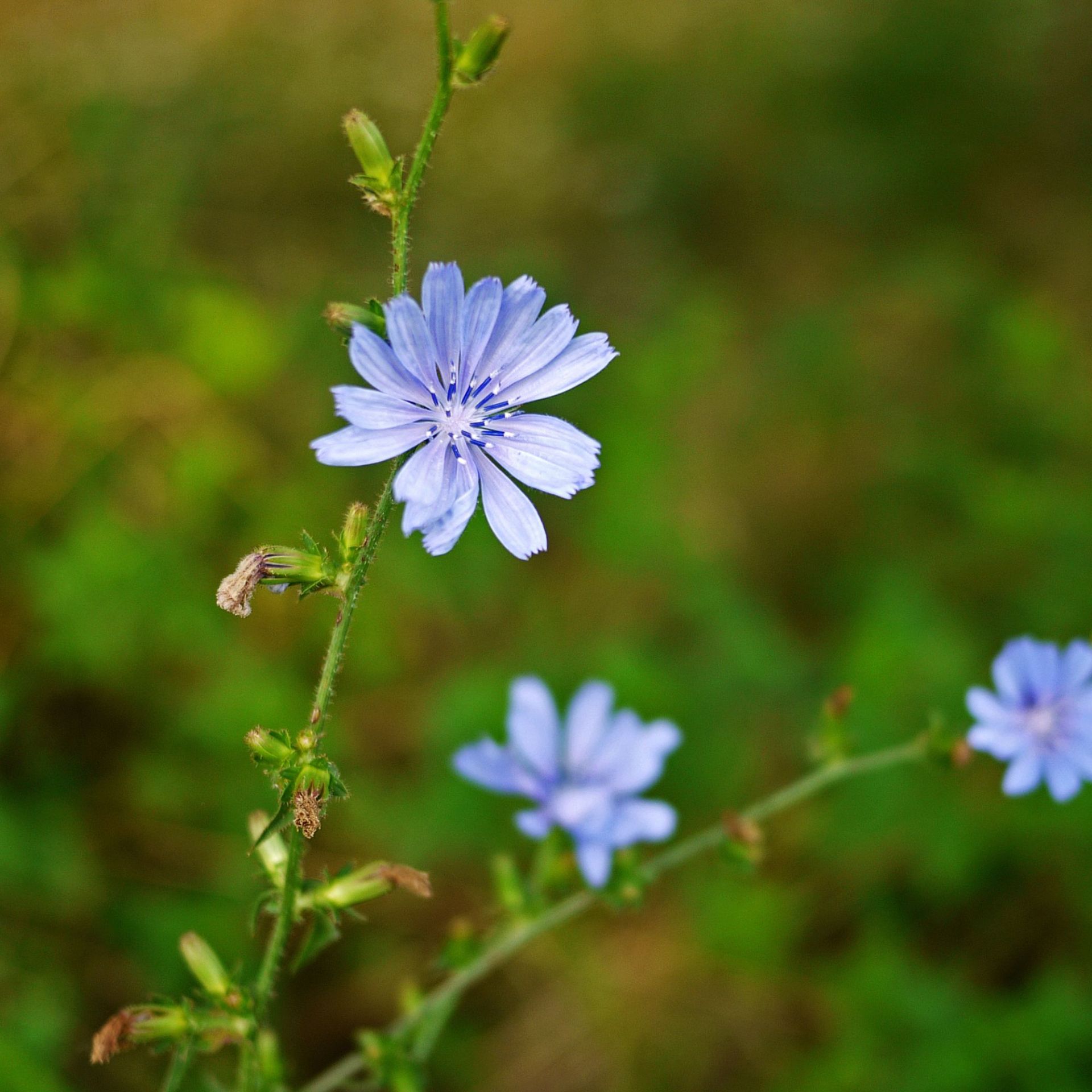 Chicory growing wild and blooming
