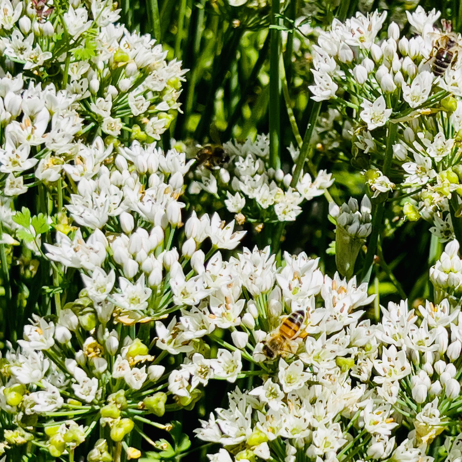 Garlic chives flowering as a bumble bee flies by