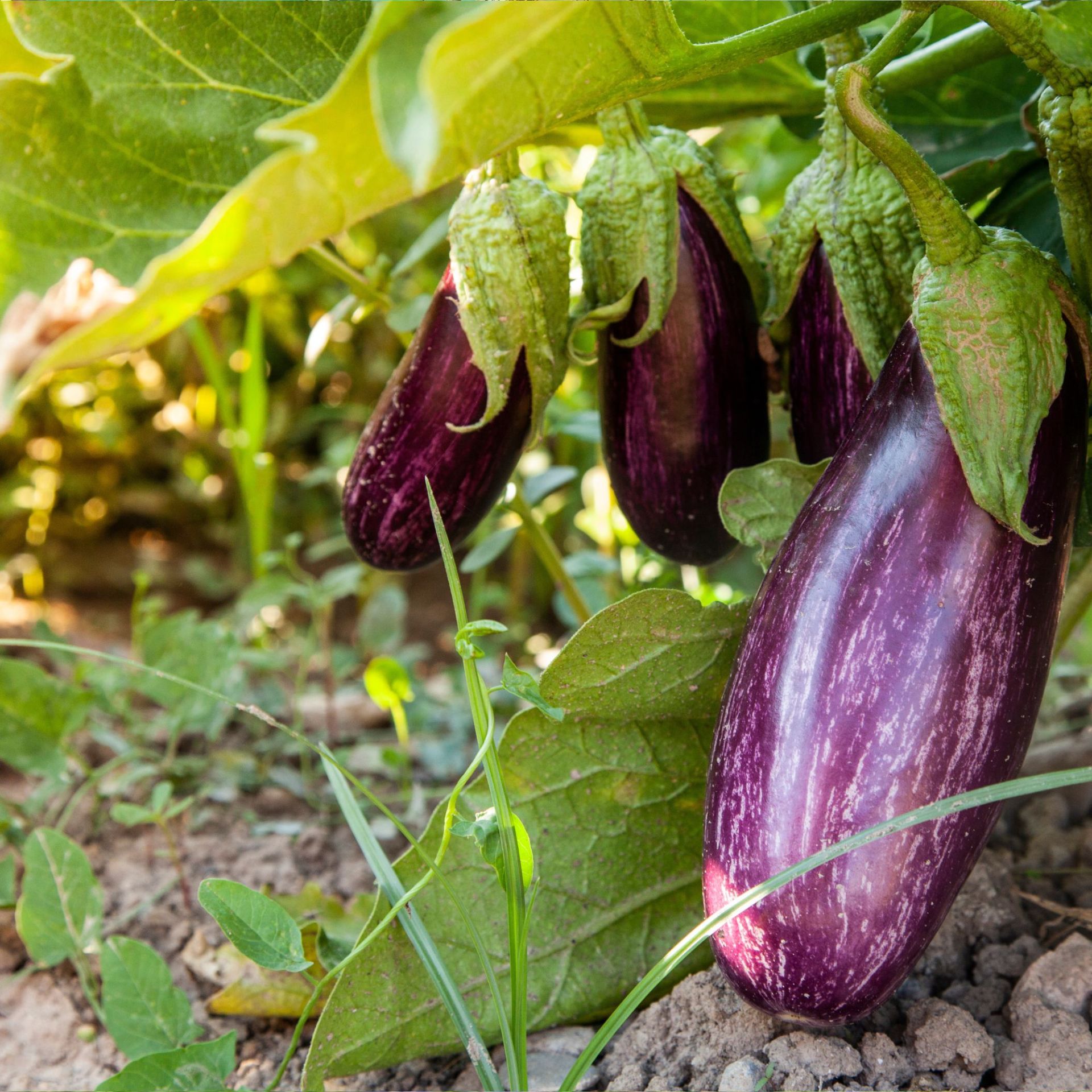 Aubergines sprouting in a garden