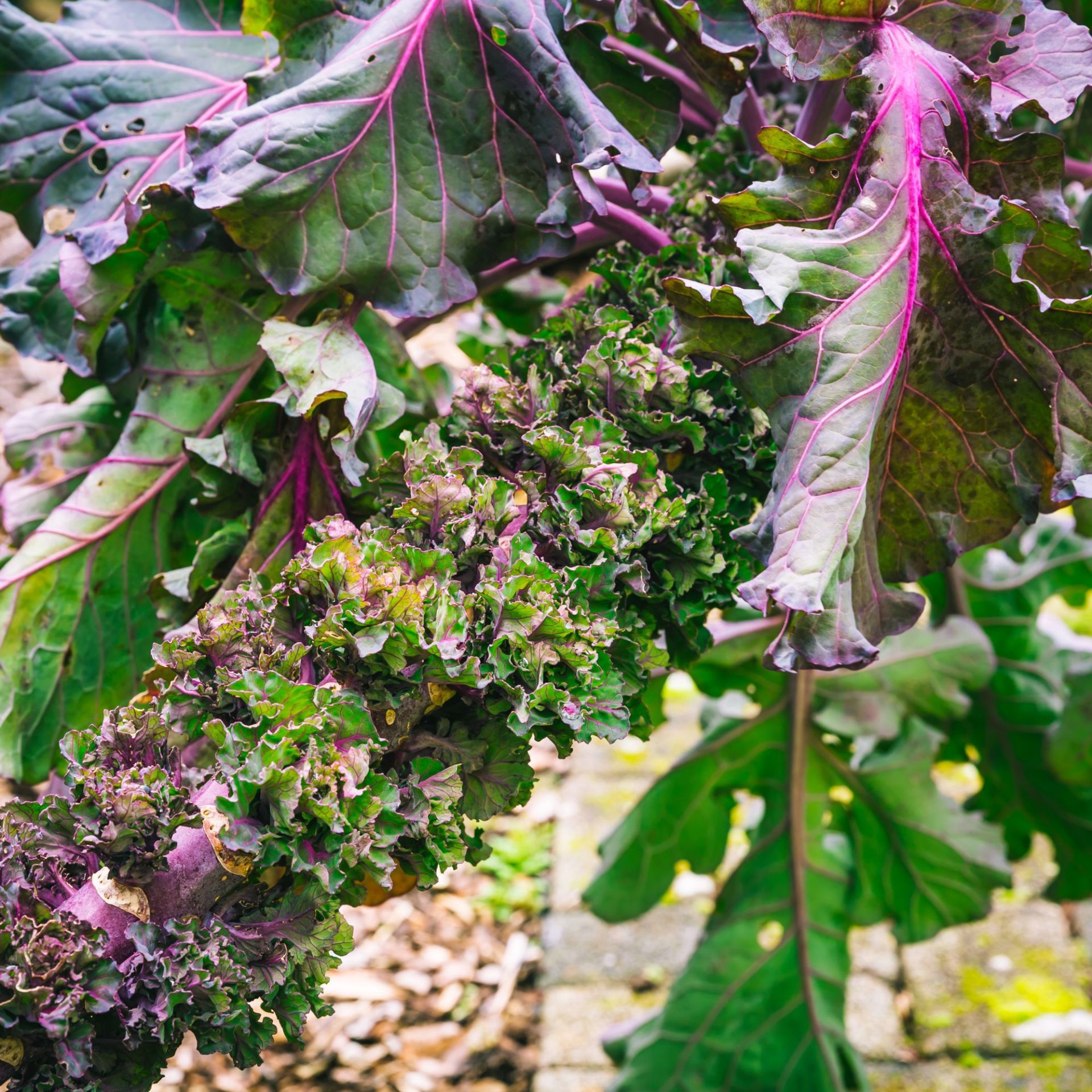 A close-up of a kalette, a hybrid kale and Brussel sprout variety
