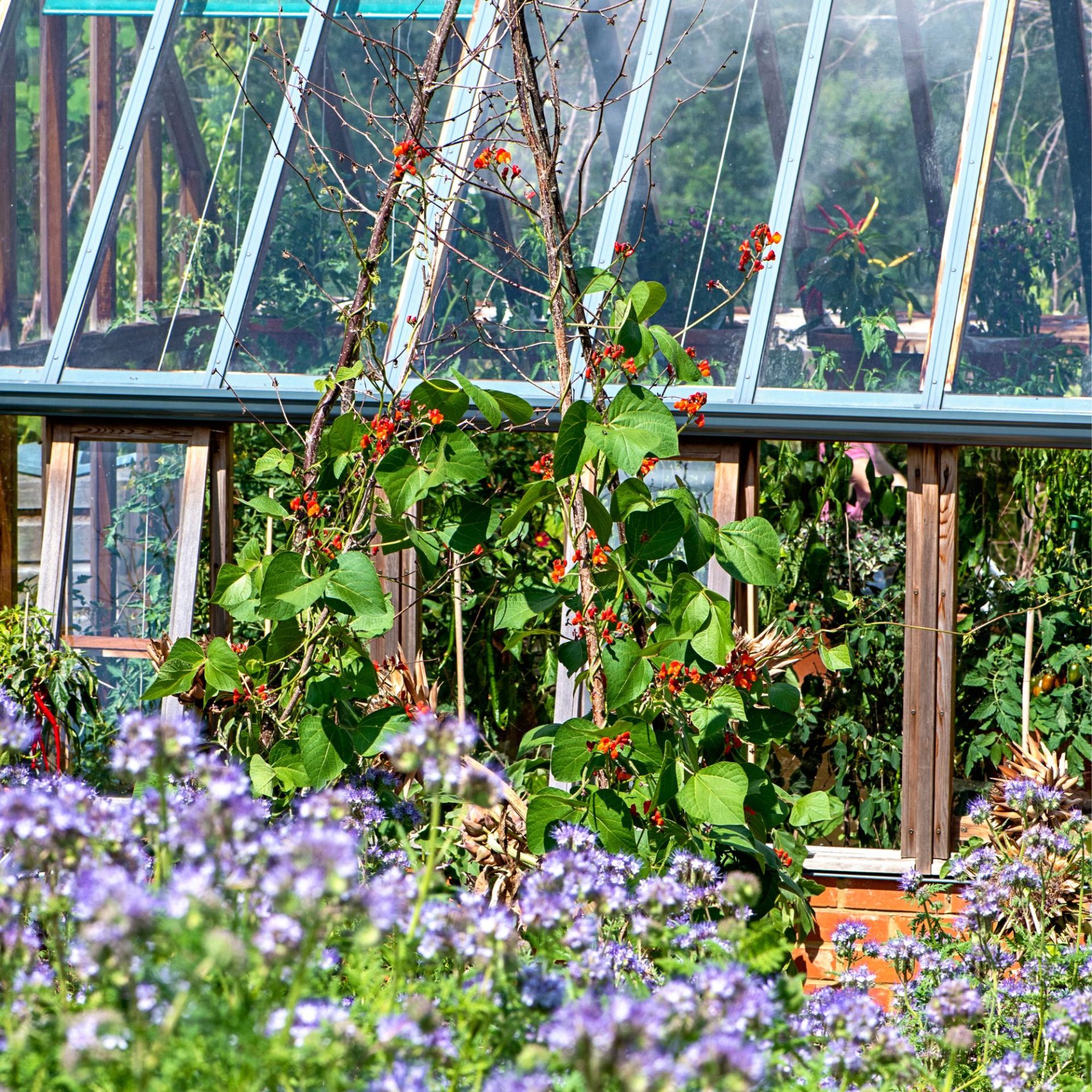 French beans climbing a rustic trellis outside a greenhouse
