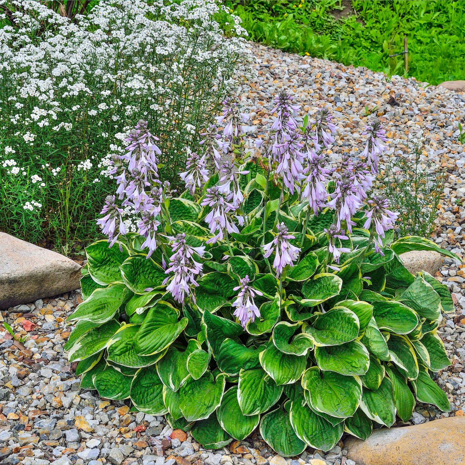 Hosta Patriot used in garden borders