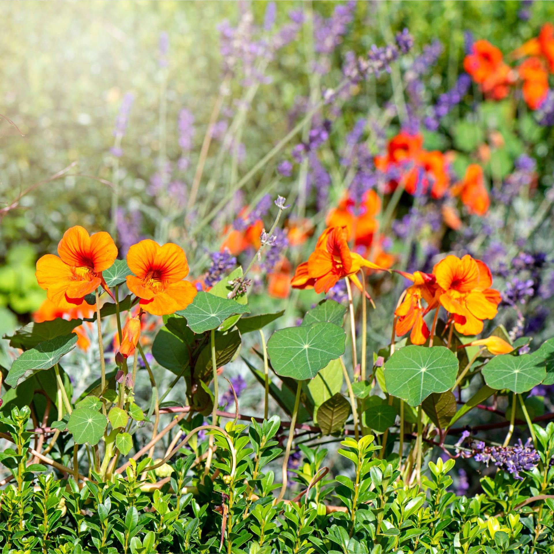 Nasturtiiums blooming in a flower bed