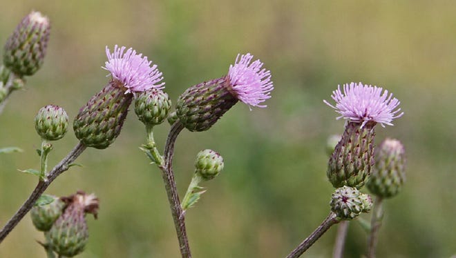 Each Canada thistle plant can produce 1,500 seeds in a single season.