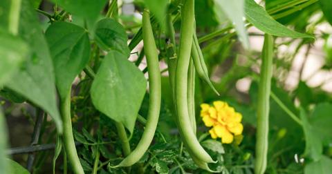 Green beans on a vine.