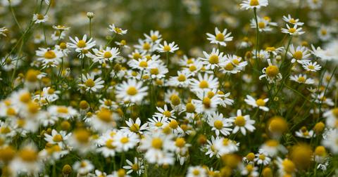 Chamomile flowers in a field.